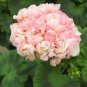 20 PCS Seeds Rare Geranium Bonsai Apple Blossom Rosebud Pelargonium Hortorum Perennial Flower
