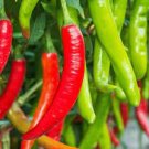 4000 PCS Seeds Rare Giant Green American Cayenne Pepper Organic 4000 PCS Seeds Rare Giant Green American Cayenne Pepper Organic