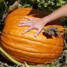 5 PCS Seeds Rare Giant Pumpkin