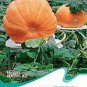 5 PCS Seeds Rare Giant Pumpkin