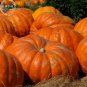 5 PCS Seeds Rare Giant Pumpkin