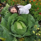 150 PCS Seeds Rare Giant Russian Cabbage Healing Medicinal Vitamin 150 PCS Seeds Rare Giant Russian Cabbage Healing Medicinal Vitamin