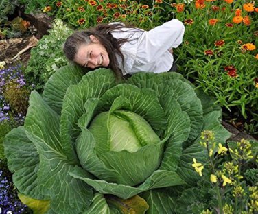 150 PCS Seeds Rare Giant Russian Cabbage Healing Medicinal Vitamin