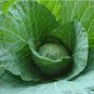 150 PCS Seeds Rare Giant Russian Cabbage Healing Medicinal Vitamin