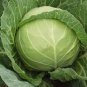 150 PCS Seeds Rare Giant Russian Cabbage Healing Medicinal Vitamin
