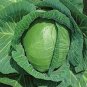 150 PCS Seeds Rare Giant Russian Cabbage Healing Medicinal Vitamin