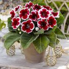 100 PCS Seeds Rare Gloxinia Plant Seeds Damask Fresh Red Flowers with White Edge 100 PCS Seeds Rare Gloxinia Plant Seeds Damask Fresh Red Flowers with White Edge