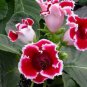 100 PCS Seeds Rare Gloxinia Plant Seeds Damask Fresh Red Flowers with White Edge