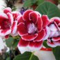 100 PCS Seeds Rare Gloxinia Plant Seeds Damask Fresh Red Flowers with White Edge