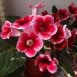 100 PCS Seeds Rare Gloxinia Plant Seeds Damask Fresh Red Flowers with White Edge