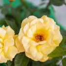 50 PCS Seeds Rare Golden Rose Flower Shrub 50 PCS Seeds Rare Golden Rose Flower Shrub