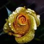 50 PCS Seeds Rare Golden Rose Flower Shrub