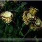 50 PCS Seeds Rare Golden Rose Flower Shrub