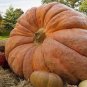 5 PCS Seeds Rare Giant Pumpkin