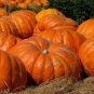 5 PCS Seeds Rare Giant Pumpkin