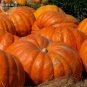 5 PCS Seeds Rare Giant Pumpkin