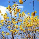 50 PCS Seeds Rare Golden Trumpet Tree Plants 50 PCS Seeds Rare Golden Trumpet Tree Plants