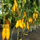 20 PCS Seeds Rare Green Banana Tomato Fruit Vegetable 20 PCS Seeds Rare Green Banana Tomato Fruit Vegetable