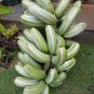 20 PCS Seeds Rare Green Banana Tomato Fruit Vegetable