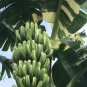 20 PCS Seeds Rare Green Banana Tomato Fruit Vegetable