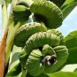 20 PCS Seeds Rare Green Banana Tomato Fruit Vegetable