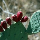 10 PCS Seeds Rare Green Cactus with red flowers Prickly Pear Succulent Plants 10 PCS Seeds Rare Green Cactus with red flowers Prickly Pear Succulent Plants