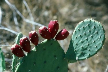 10 PCS Seeds Rare Green Cactus with red flowers Prickly Pear Succulent Plants