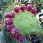 10 PCS Seeds Rare Green Cactus with red flowers Prickly Pear Succulent Plants