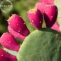 10 PCS Seeds Rare Green Cactus with red flowers Prickly Pear Succulent Plants