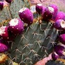 10 PCS Seeds Rare Green Cactus with red flowers Prickly Pear Succulent Plants