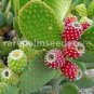10 PCS Seeds Rare Green Cactus with red flowers Prickly Pear Succulent Plants