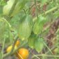 20 PCS Seeds Rare Green Long 'Banana' Tomato 'Lv Beauty' Organic