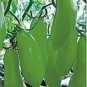 20 PCS Seeds Rare Green Long 'Banana' Tomato 'Lv Beauty' Organic