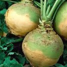 2000 PCS Seeds Rare Green Yellow Rutabaga Vegetable
