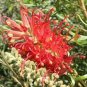 100 PCS Seeds Rare Grevillea Flowers Beautiful Flower Australian Grevillea