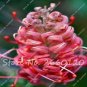 100 PCS Seeds Rare Grevillea Flowers Beautiful Flower Australian Grevillea
