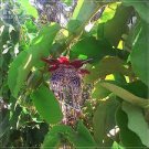 20 PCS Seeds Rare Guangdong Purple Passion Flower 'Hankins' Organic 20 PCS Seeds Rare Guangdong Purple Passion Flower 'Hankins' Organic