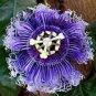 20 PCS Seeds Rare Guangdong Purple Passion Flower 'Hankins' Organic