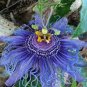 20 PCS Seeds Rare Guangdong Purple Passion Flower 'Hankins' Organic