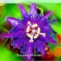 20 PCS Seeds Rare Guangdong Purple Passion Flower 'Hankins' Organic
