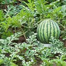 10 PCS Seeds Rare Hanging Green Very Sweet Water Melon F1