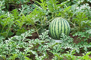 10 PCS Seeds Rare Hanging Green Very Sweet Water Melon F1