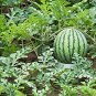 10 PCS Seeds Rare Hanging Green Very Sweet Water Melon F1