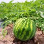 10 PCS Seeds Rare Hanging Green Very Sweet Water Melon F1