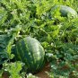 10 PCS Seeds Rare Hanging Green Very Sweet Water Melon F1