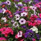 200 PCS Seeds Rare Hanging Petunia Mixed (Pink White Red Light pink Rose red Purple Dark red)