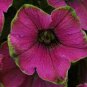 200 PCS Seeds Rare Hanging Petunia Mixed (Pink White Red Light pink Rose red Purple Dark red)