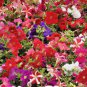 200 PCS Seeds Rare Hanging Petunia Mixed (Pink White Red Light pink Rose red Purple Dark red)