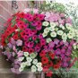 200 PCS Seeds Rare Hanging Petunia Mixed (Pink White Red Light pink Rose red Purple Dark red)