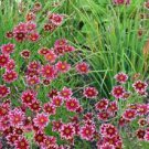 20 PCS Seeds Rare Hardy Multi-color Jewel Ruby Frost Coreopsis Flower